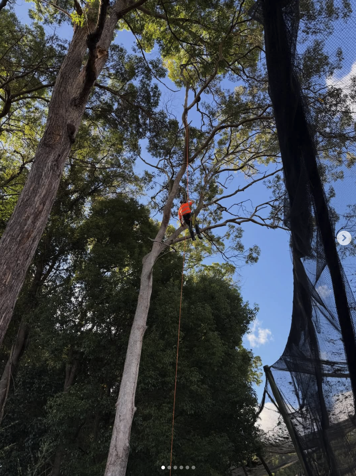 Tree removal in progress with arborist climbing the tree